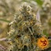 Liberty Haze - Barney's Farm